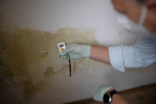 Best Attic Mold Removal  in Doral, FL