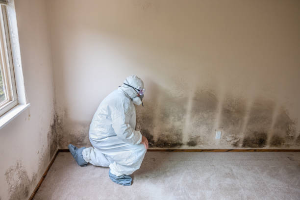 Mold Testing and Removal in Doral, FL